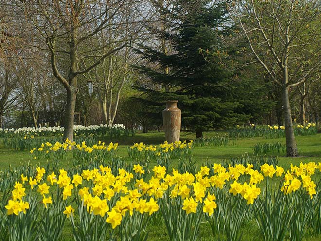Daffodil garden