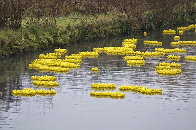 Yellow Rubber Ducks