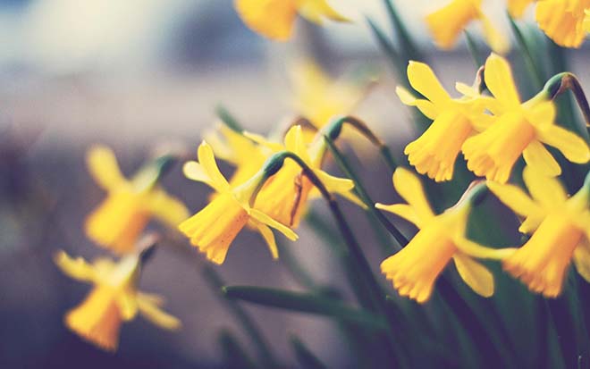 Daft for Daffodils