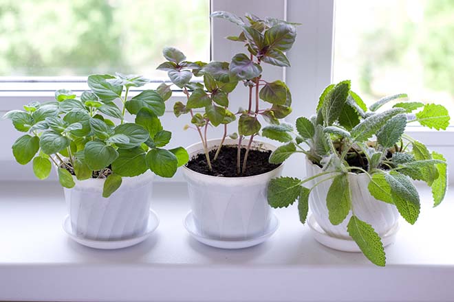 Herbs on windowsill